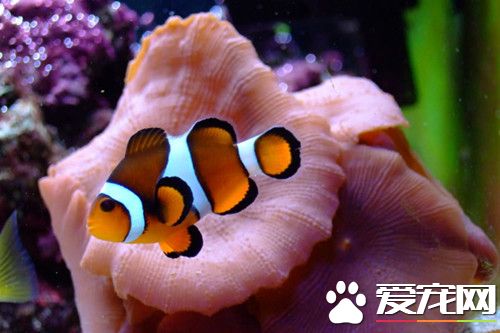 小丑魚好養嗎 小丑魚是觀賞魚中比較好養的