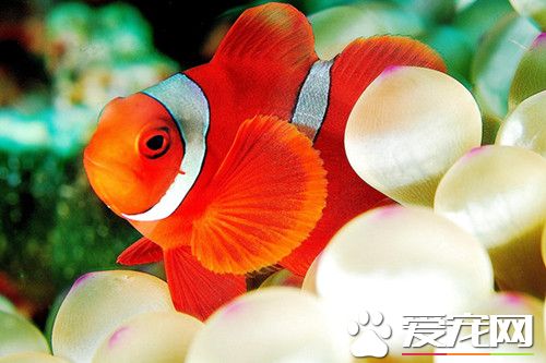 小丑魚的飼養環境 小丑魚飼養環境注意地方