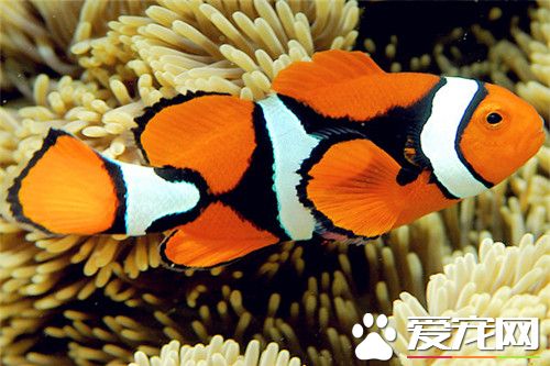 小丑魚如何養 小丑魚的飼養需要注意的事項