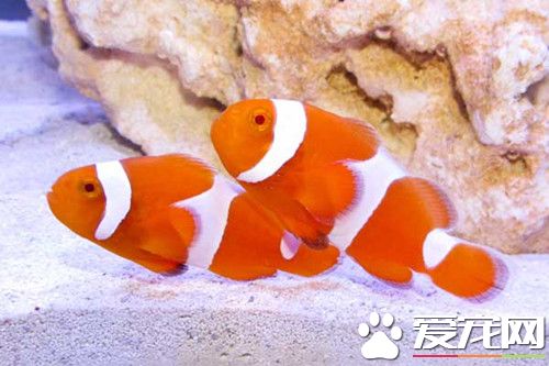 小丑魚喜歡吃什麼 豐年蝦是最好的飼料
