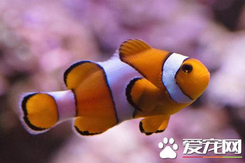 小丑魚的飼養 很重要的一方面就是喂食