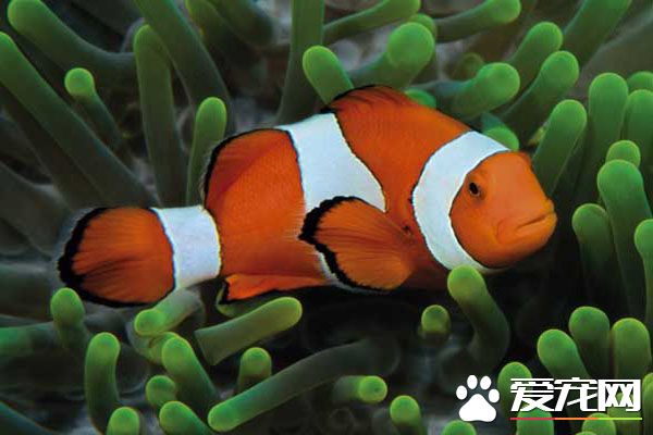 小丑魚最低溫度 小丑魚的最低溫是18℃