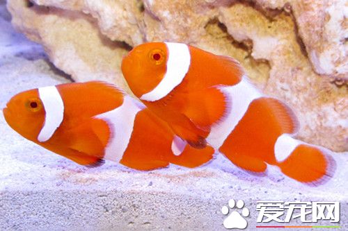 小丑魚的養殖 小丑魚養殖需要注意的事項