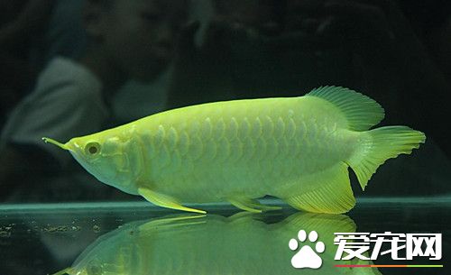 龍魚要多大的缸 80-150CM長度的魚缸就可以