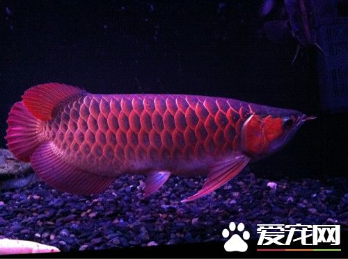 龍魚怎麼喂食 一般會采用四定投喂法