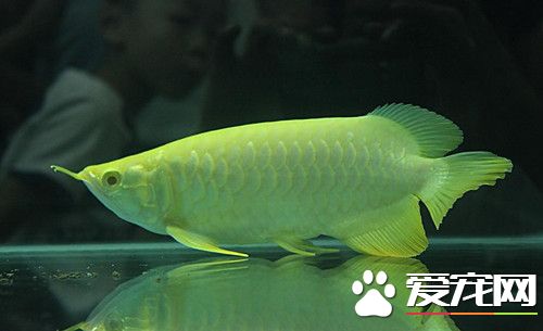 龍魚偏食怎麼辦 可適當采用餓的方式來糾正