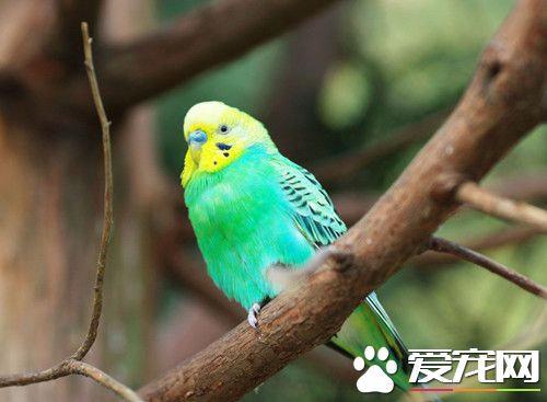 鹦鹉的巴氏桿菌病怎麼治 潛伏期一般為2~9天