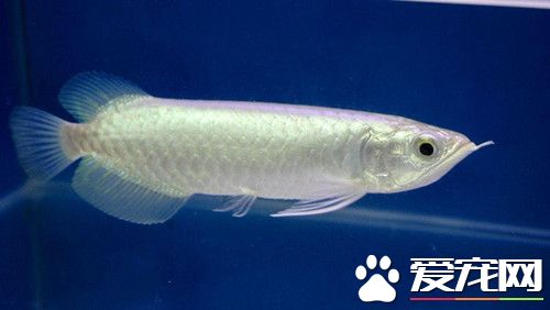 龍魚的繁殖 龍魚繁殖的幾種繁殖方法