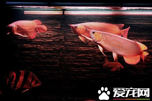 龍魚換水的方法 龍魚換水需要注意四方面