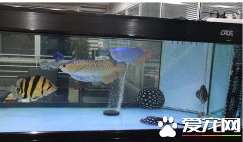 龍魚和什麼魚混養最好 跟龍魚混養的六種魚