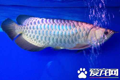 龍魚吃什麼 應該把握少量多餐的原則