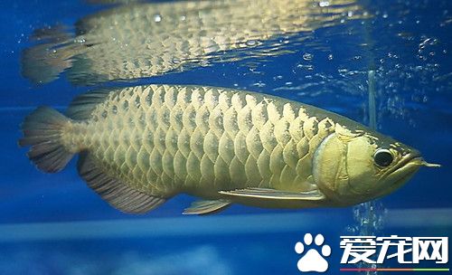 龍魚過水 先從水質下手每天少量換水