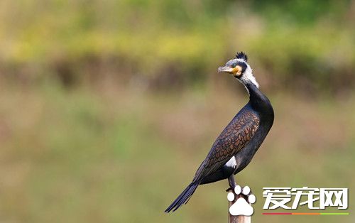 鸬鹚怎麼養 鸬鹚每天只需要喂食一次就可以