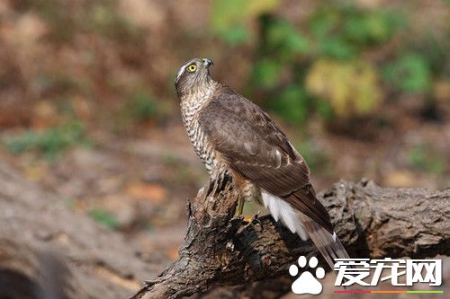 雀鷹怎麼馴養 雀鷹飼養需要注意的事項
