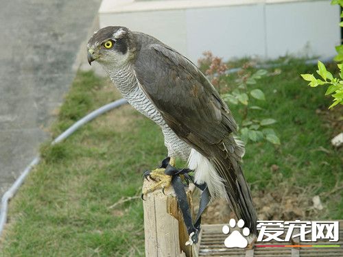 蒼鷹怎麼養 只在春秋季節才放鐵籠內喂養