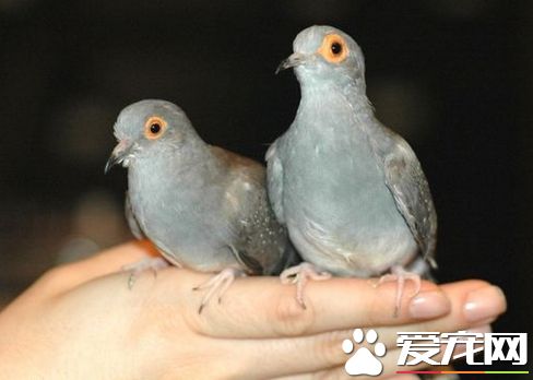 薄雪鸠的養殖方法 可用鳥捨或籠子飼養