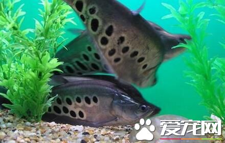 七星刀魚的繁殖 七星刀魚繁殖需要注意事項