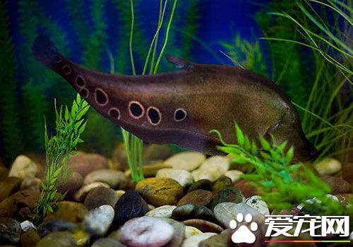 七星刀魚養殖 七星刀魚養殖需要注意地方