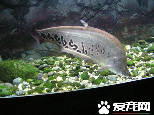 七星刀魚吃食 可以接受幾乎所有的食物