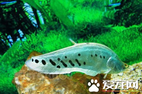 七星刀魚吃飼料嗎 有一定幾率會吃飼料