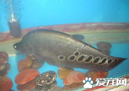 七星刀魚怎麼養 最好選用 1.5米左右的魚缸