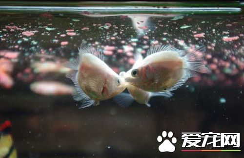 接吻魚怎麼分公母 四種方法可以分辨公母