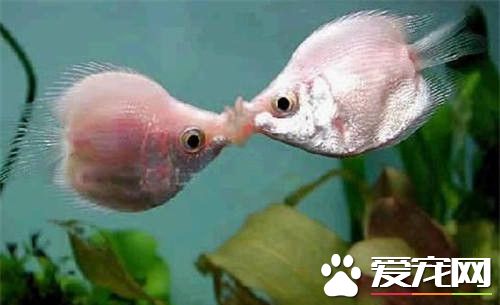 接吻魚不吃食 新環境下接吻魚會出現不吃食