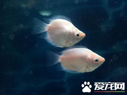 接吻魚混養 喜歡成群結伴在各個水層活動