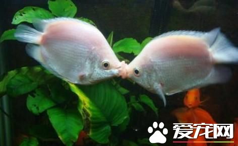接吻魚為什麼不接吻 五個原因會出現不接吻