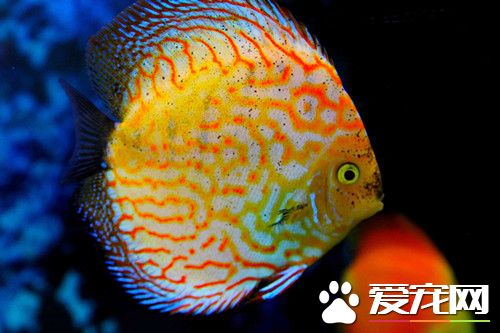 怎麼養好七彩神仙魚 養好神仙魚的五個方面