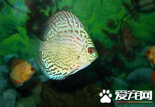 七彩神仙魚養水 四種常見的養水方法