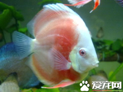 七彩神仙魚受驚 不適合眩目明亮的照明