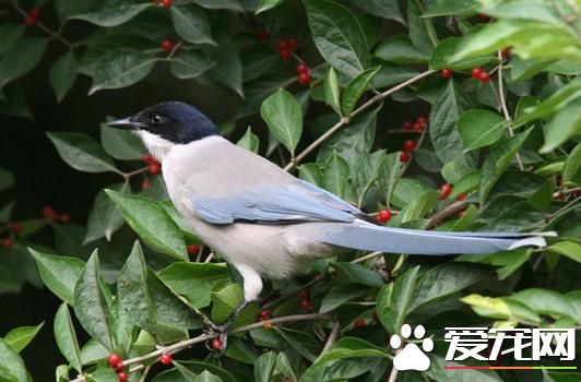 灰喜鵲吃什麼 主要還是以動物性食物為主