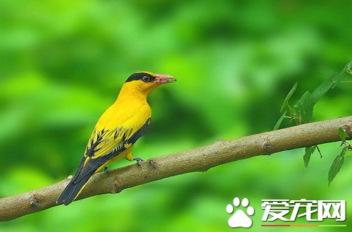 黑枕黃鹂的飼養方法 難適應人工飼料需先填食