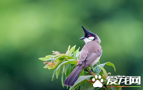 紅耳鹎的飼養方法 面包蟲每日可喂3～5條