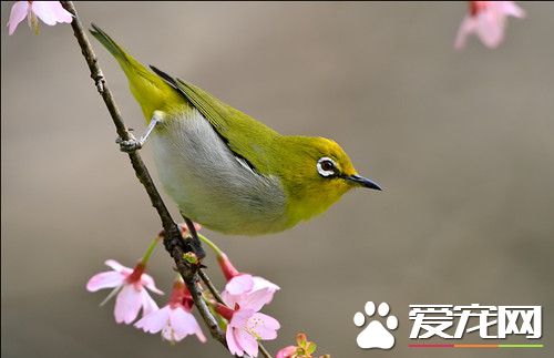 暗綠繡眼鳥的喂養 飼料最好是混合粉料