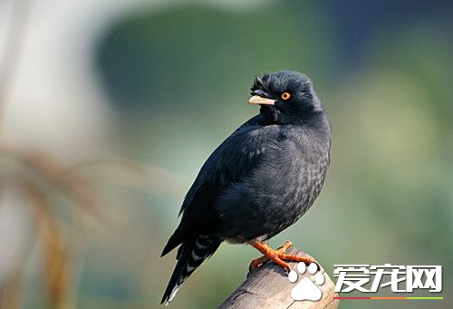 八哥飼養要注意什麼 最好從幼鳥開始飼養