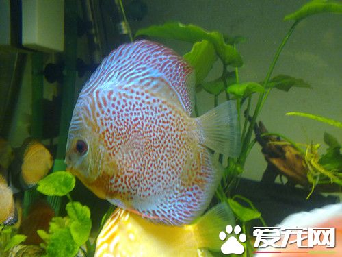 七彩神仙魚造景 水草應選用細草鋪底