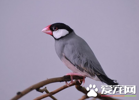 灰文鳥吃什麼 灰文鳥是典型的素食主義者