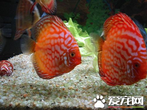 七彩神仙魚怎麼分公母 九種方法可以分辨公母