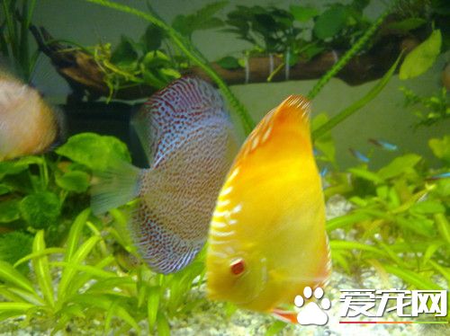 七彩神仙魚喂食 七彩神仙魚四個喂食要點