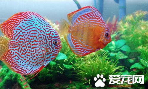 七彩神仙魚的繁殖 刺激七彩神仙魚繁殖方法
