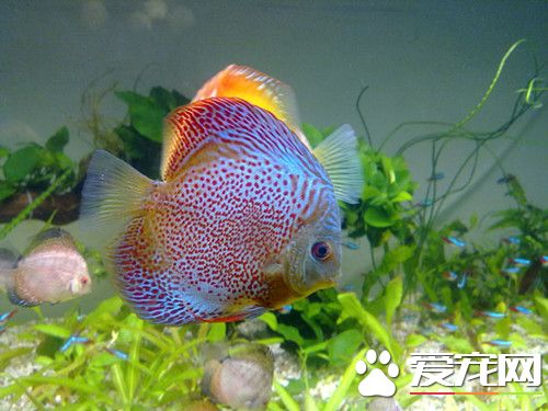七彩神仙魚混養 幾種適合混養的魚種
