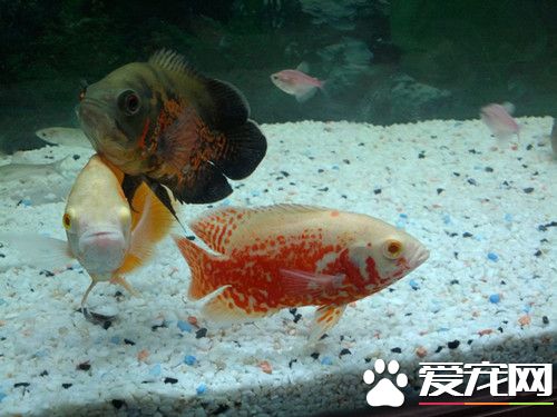 地圖魚為什麼老打架 增大空間減小飼養密度