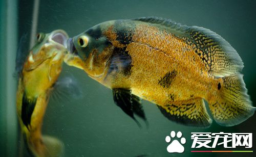 地圖魚最低溫度 地圖魚最低飼養溫度14℃