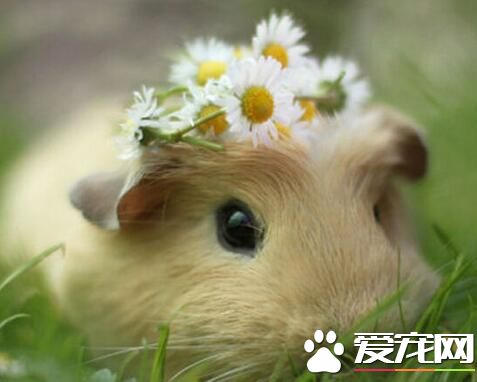 豚鼠一天喂幾次 豚鼠一天喂2-3次