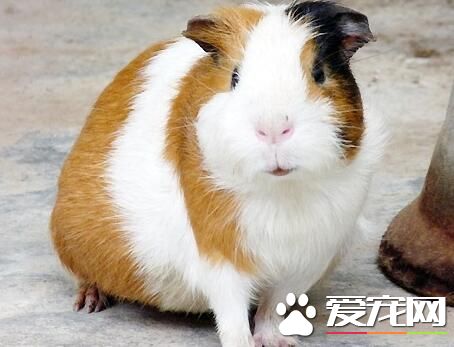豚鼠感冒怎麼辦 注意保持房間通風