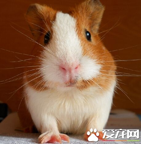 豚鼠可以吃蘋果嗎 不可以喂食蘋果