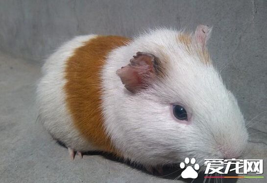 小豚鼠怎麼養 可以拿一些有莖的蔬菜給它們