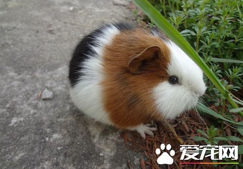 豚鼠不能吃什麼 豚鼠是不能吃香蕉的